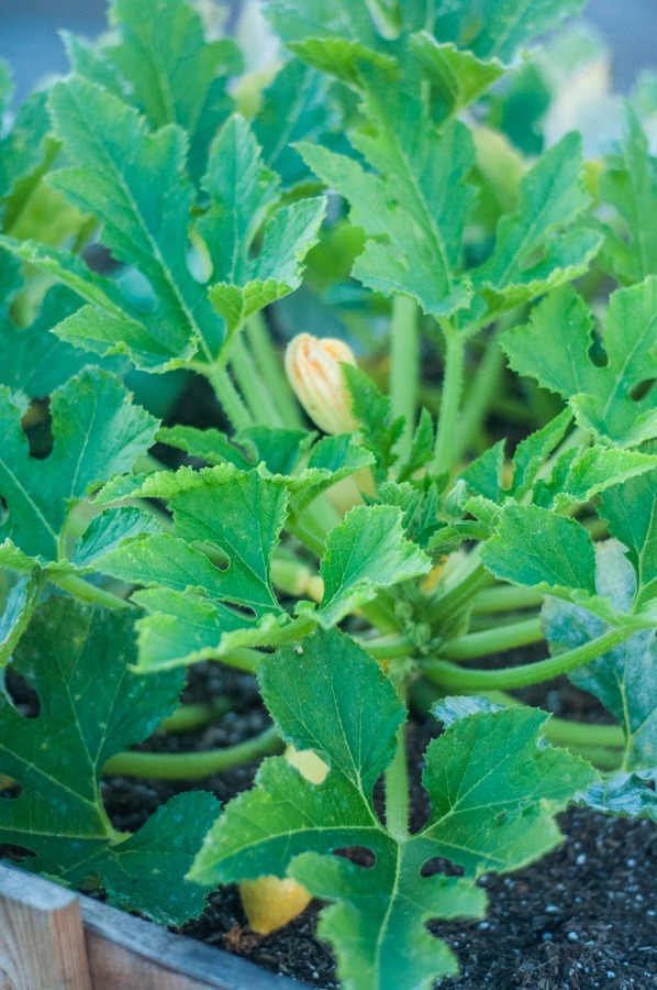 summer squash, yellow squash, garden, gardening, organic, squash recipes, vegetables, summer veggies, raised bed gardening, yellow, food, recipe, yum gardening, planting